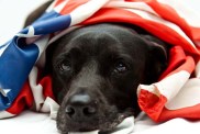 Dog wrapped in American Flag