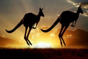Kangaroos