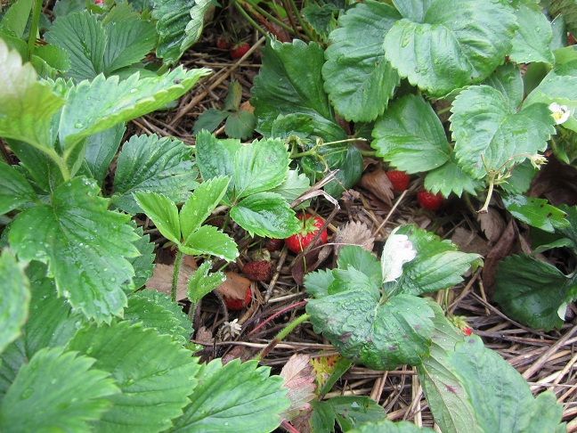 Strawberries