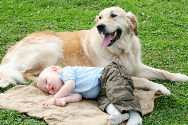 golden retriever with baby