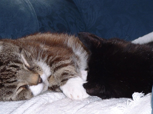 two cats sleeping