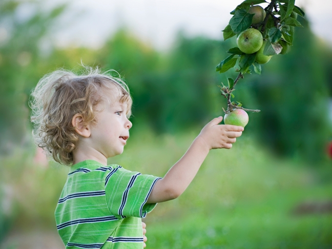 Apple Picking with Kids