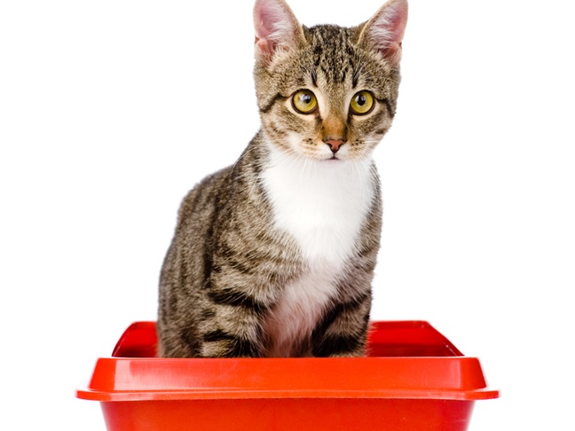 Cat Litter Box