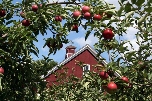 fall apples