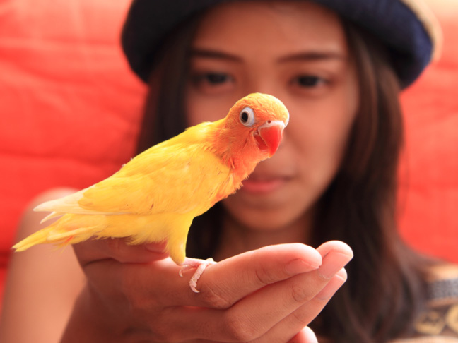 good-pets-for-kids-birds