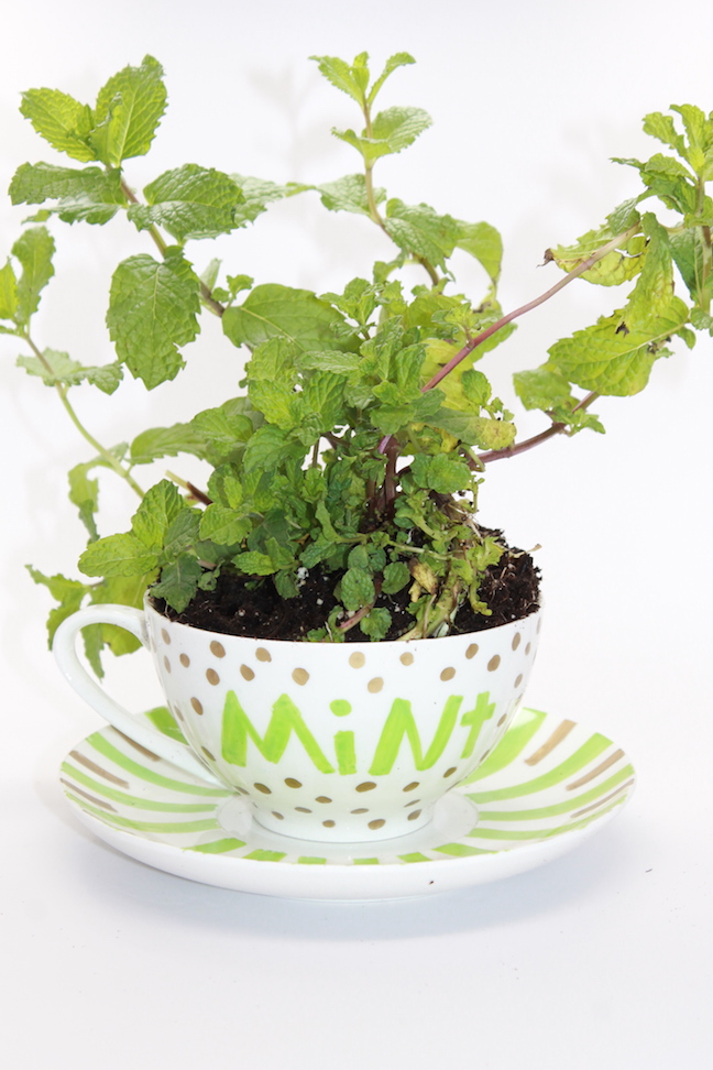 Design Your Own DIY Motherâs Day Teacup Garden