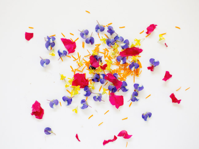 tiny-flower-petals-white-background