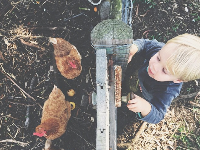 Keeping Chickens as PETS