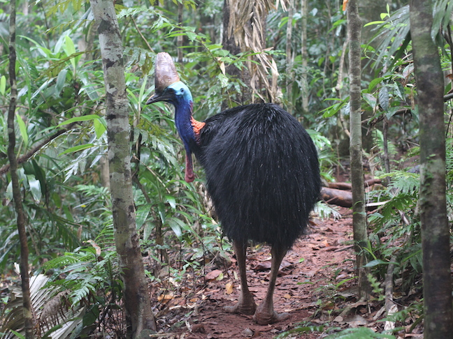 Amazing wildlife you will find while hiking around Australia