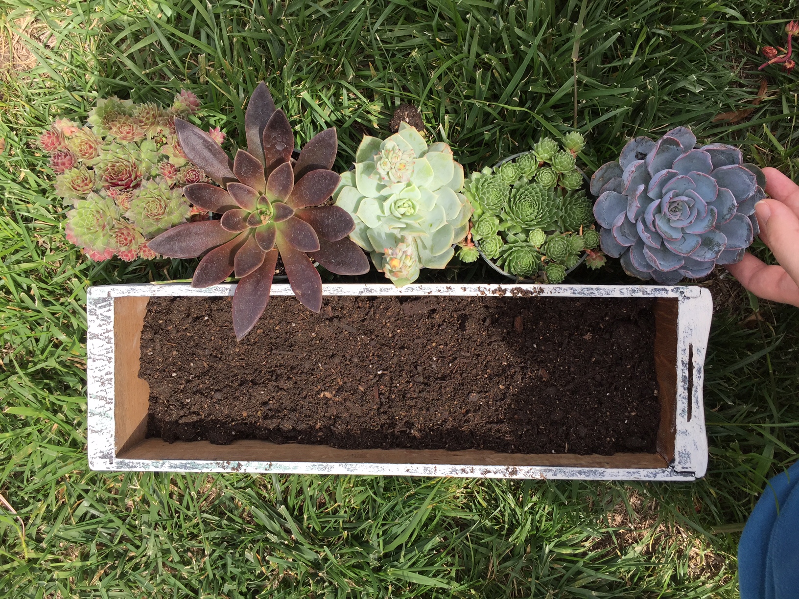 planting a diy succulent garden