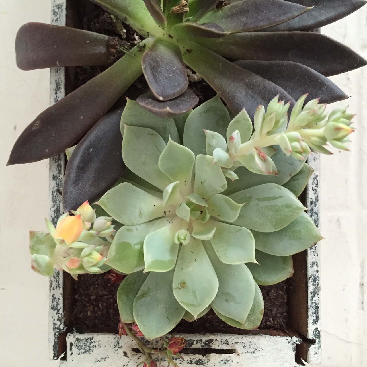 window box succulent garden