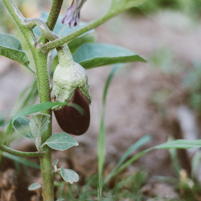 Aubergine plant growing in the garden