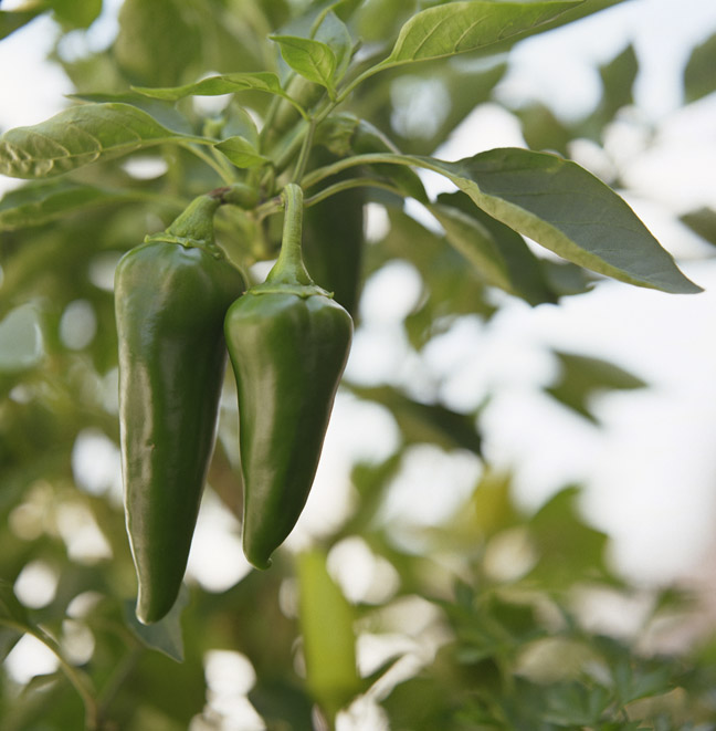 Green peppers