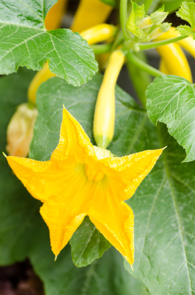 grow-yellow-squash