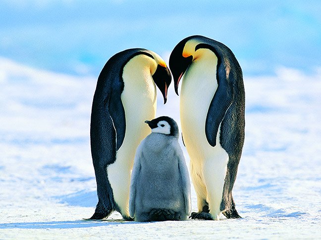 emperor penguins