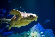 best aquariums