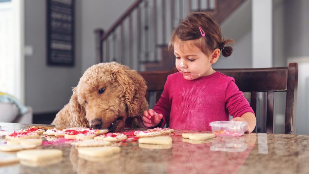 Little girl decorating cookies while dog eat them