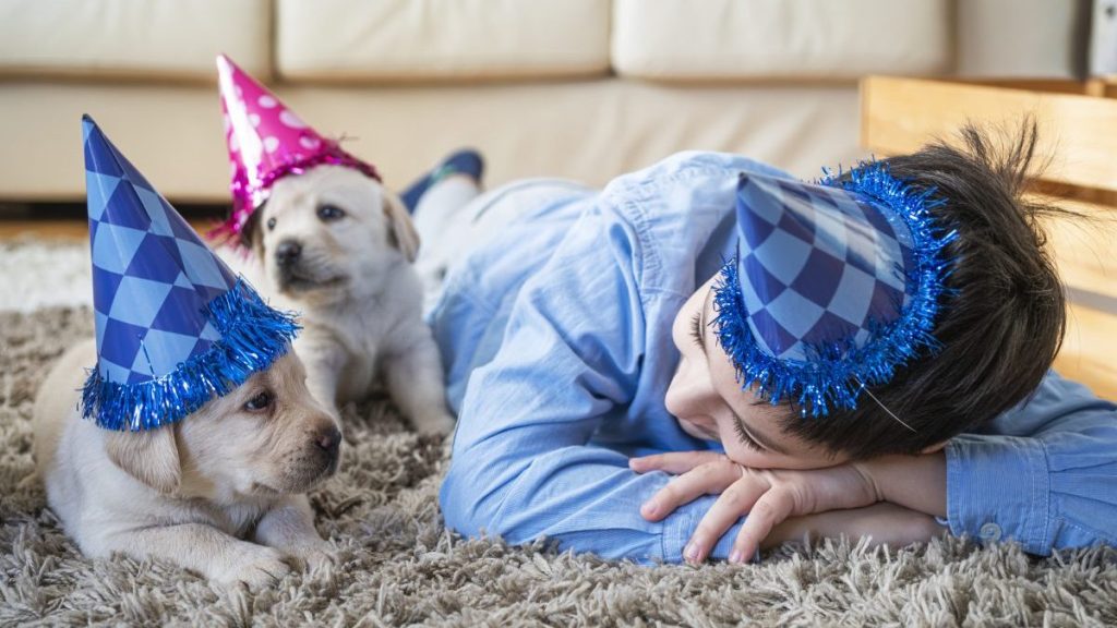 Boy have birthday party with puppies