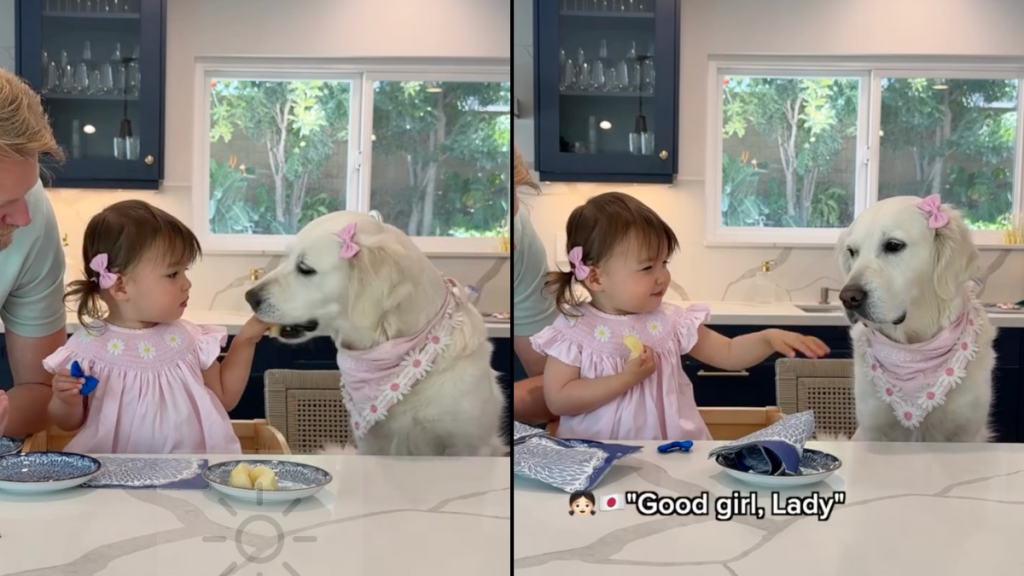 toddler share apple with dog
