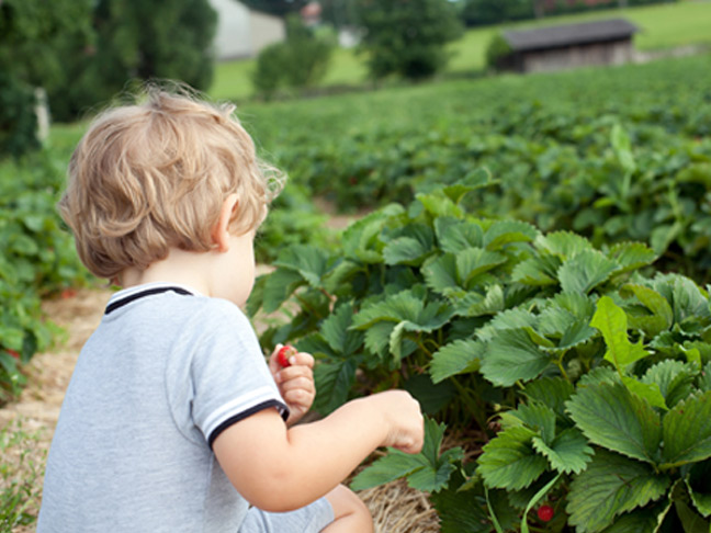 Go berry picking