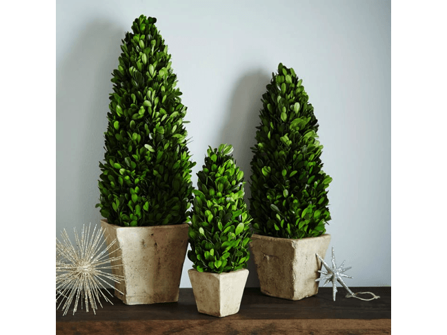 #6: Mini Trees