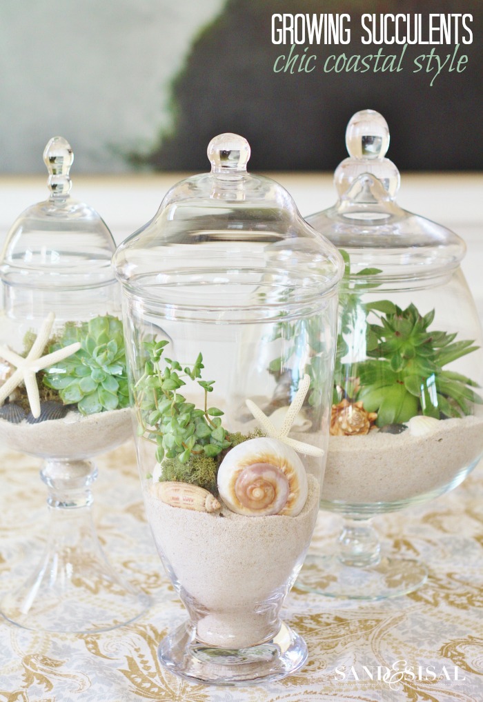 Coastal Succulent Apothecary Jars