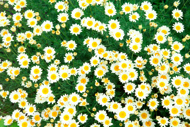 Daisies