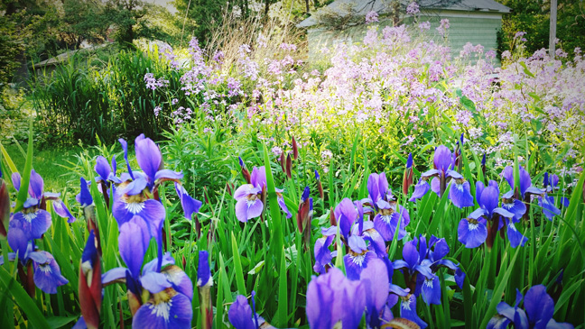 Irises