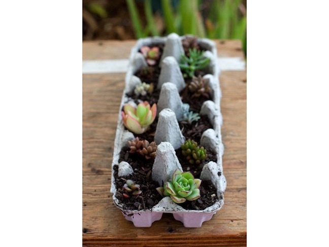 DIY Egg Carton Succulent Garden