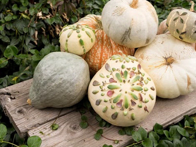 Succulent Pumpkin Decorations