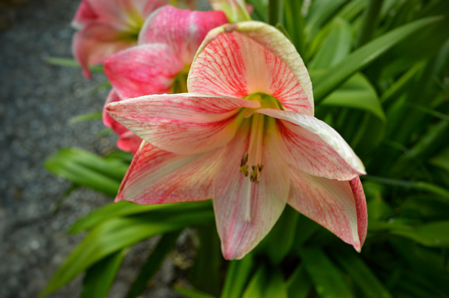 Belladonna Lily