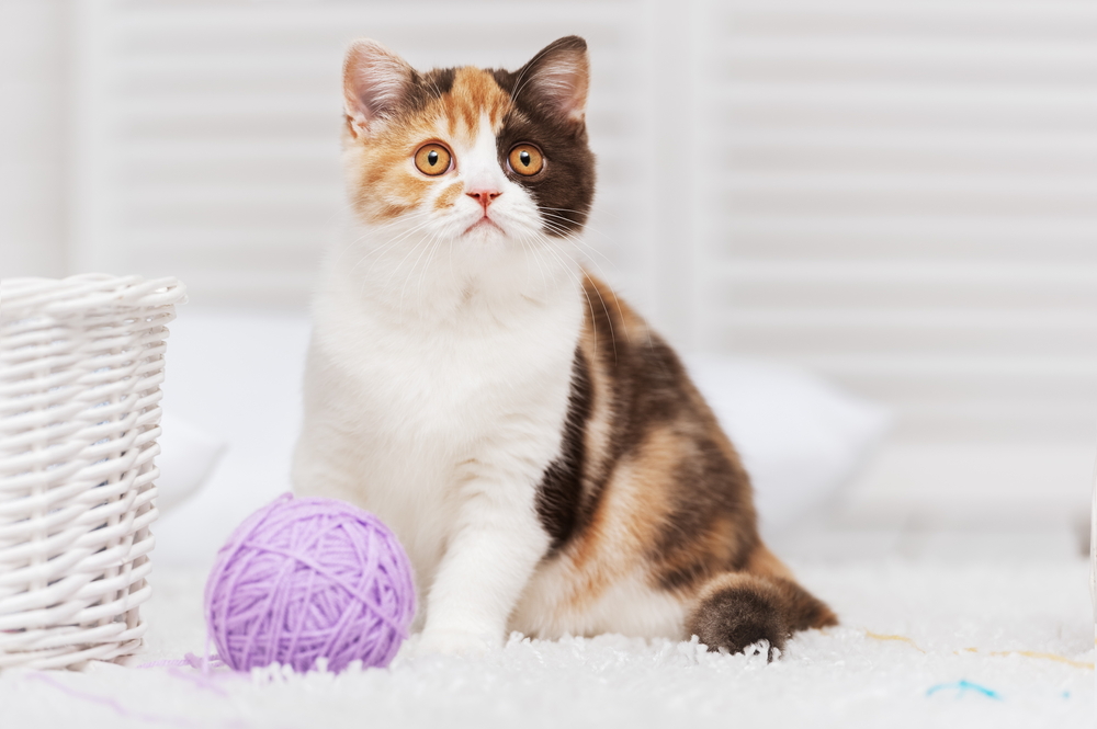 Games and Treats to Keep Cats Engaged When Alone