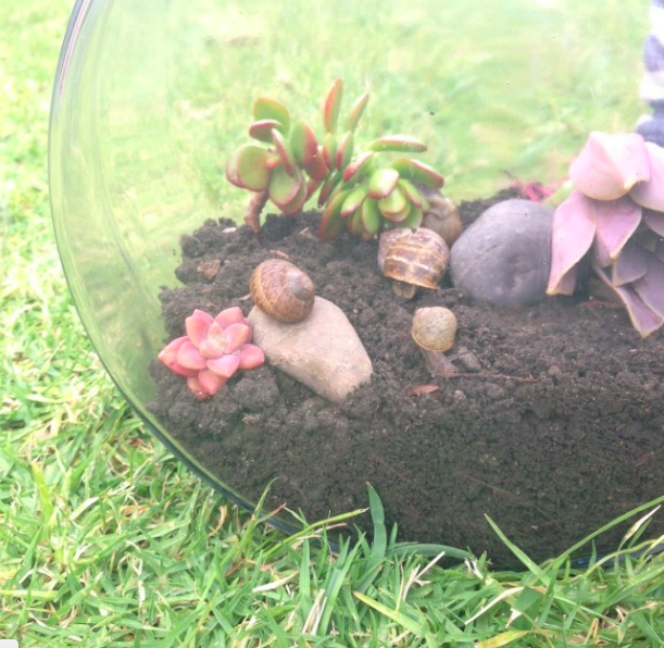 Snail Terrarium