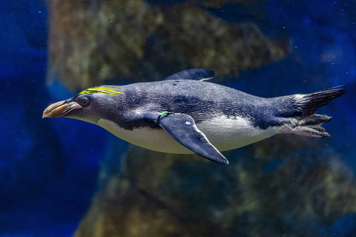 Tennessee Aquarium (Chattanooga, TN)