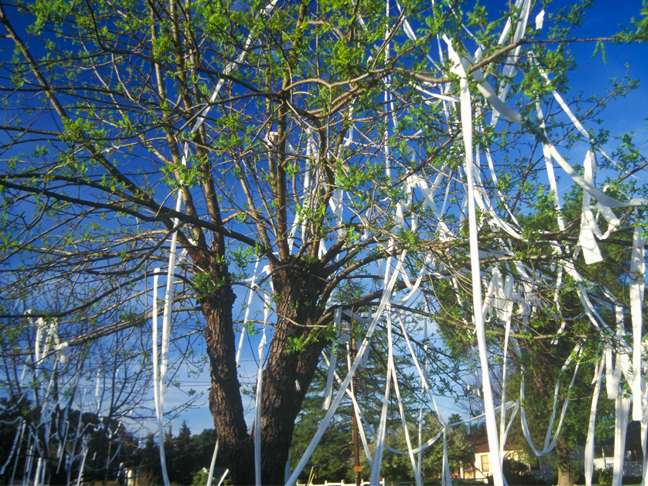 TPing the Neighbor's House