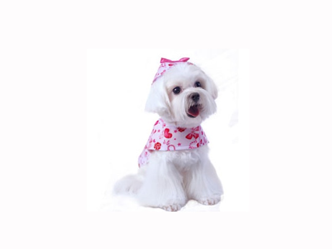 Hearts Dog Rain Coat