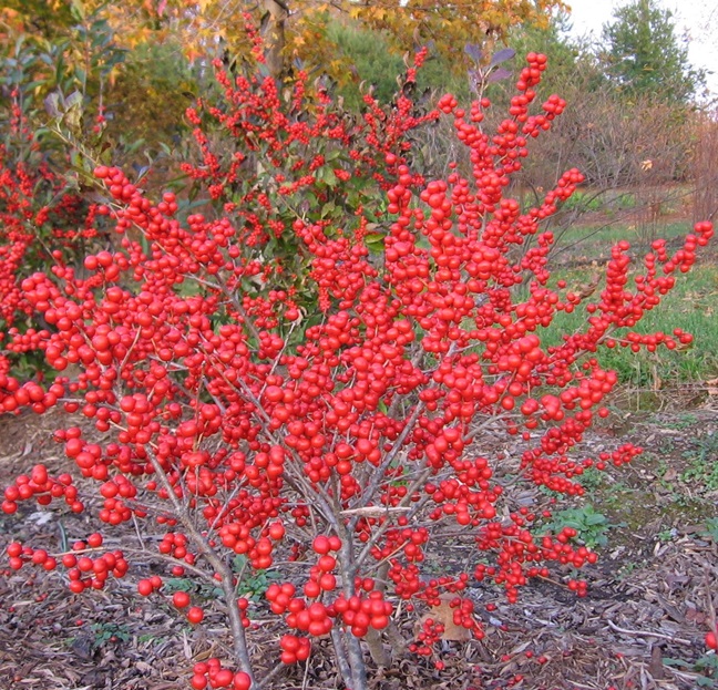 Winterberry